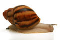 Archachatina marginataI cf. suturalis Nigeria typ 3 silver body juvenil